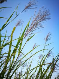 Close-up of stalks against clear blue sky