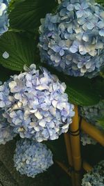 Close-up of hydrangea flowers