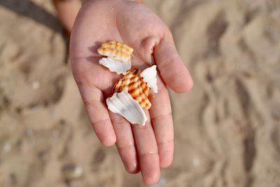 Midsection of person holding seashells on beach