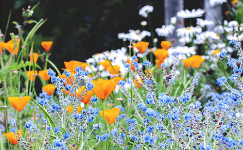 Close-up of flowering plants on field