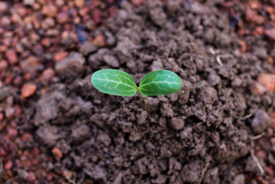 Close-up of fresh green plant