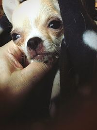 Close-up of dog with hand