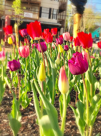 Close-up of tulips in bloom