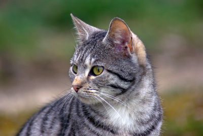 Close-up portrait of a cat looking away