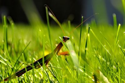 Close-up of insect on grass