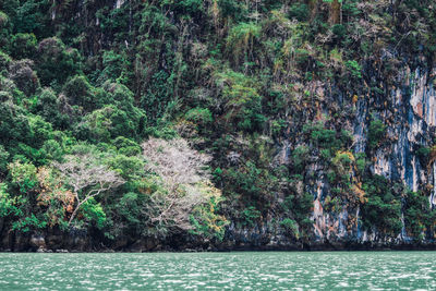 Scenic view of sea against trees in forest