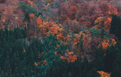 High angle view of trees in forest during autumn