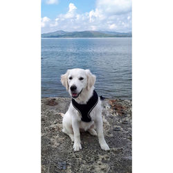 Dog standing in sea against sky