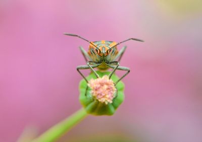 Close-up of insect on pink flower