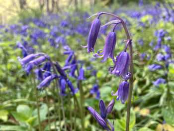 Close-up of purple crocus flowers on field