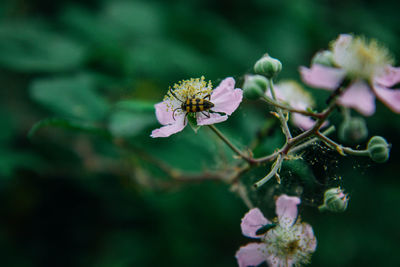 Close-up of pink flowering plant