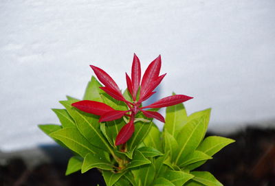 Close-up of red flowering plant