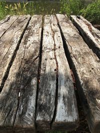 Close-up of tree trunk in forest