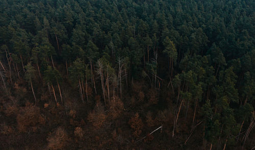 Trees in forest