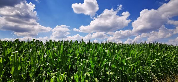 Crops growing on field against sky
