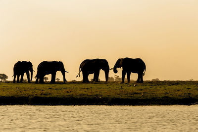 Silhouette horses on lake against clear sky