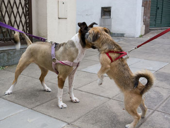 View of two dogs on building
