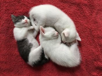High angle view of cats sleeping on rug at home