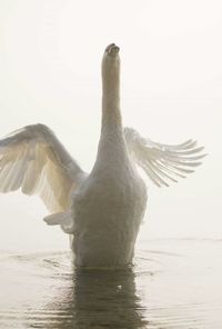 Seagull on beach