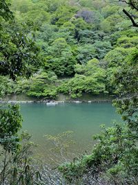 Scenic view of lake in forest