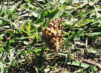 Close-up of butterfly on plant