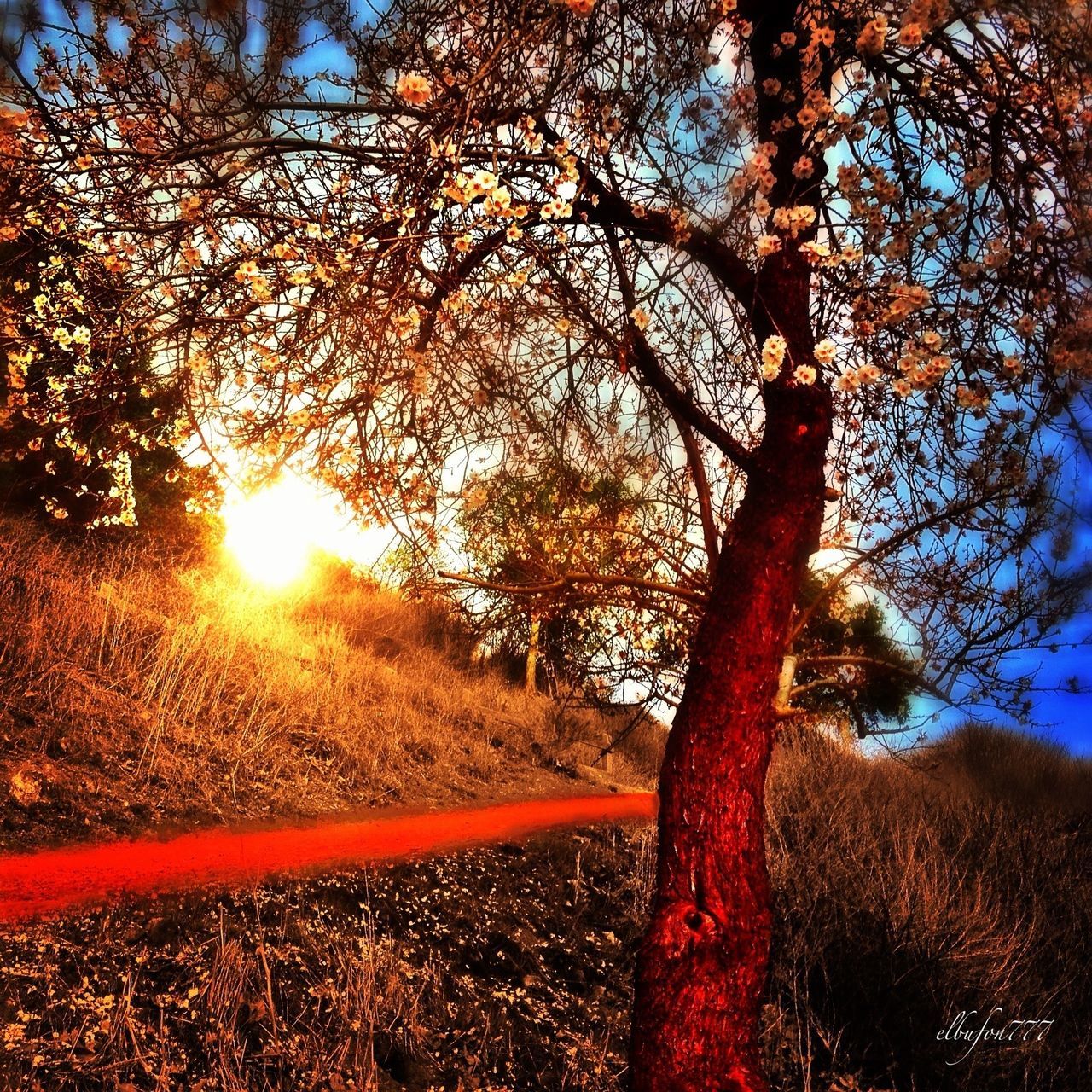 tree, autumn, tranquility, branch, sunlight, sun, nature, change, growth, tranquil scene, beauty in nature, sunbeam, scenics, sky, orange color, season, sunset, clear sky, lens flare, landscape