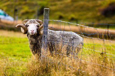 Are you eagerly waiting for me my love - queenstown, new zealand