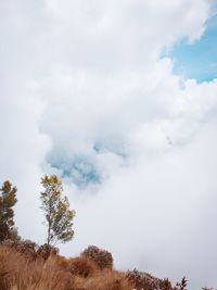 Low angle view of trees against sky