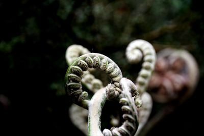 Close-up of fern