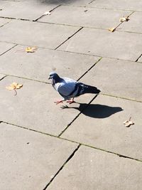 Close-up of bird in background