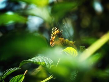 Close-up of insect on plant