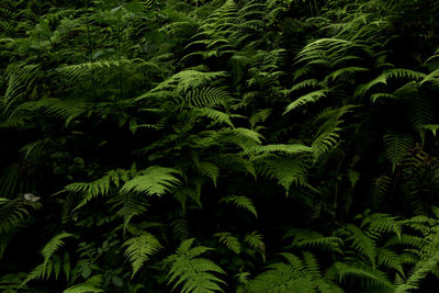 Close-up of fresh green leaves against black background