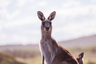 Close-up of kangaroo on landscape against sky