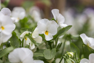 Close-up of white flowers blooming outdoors