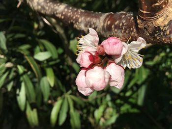 Close-up of pink flowers