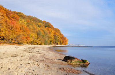 Autumn trees at beach