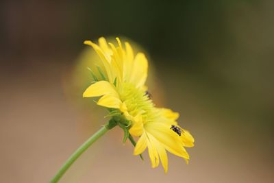 Close-up of insect on yellow flower