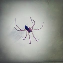 Close-up of insect on wall