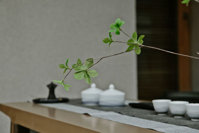 Close-up of potted plant on table at home