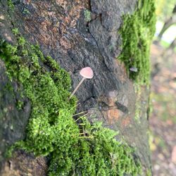Close-up of mushrooms growing on tree trunk