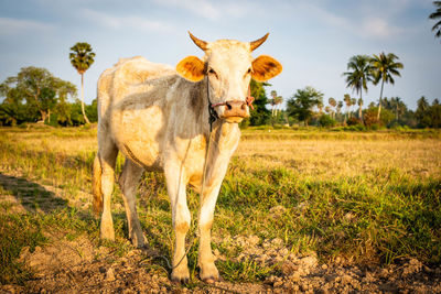 Cow standing in a field