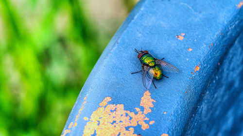 Close-up of bee on metallic structure