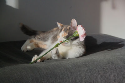 Cat resting on bed at home while posing with flower