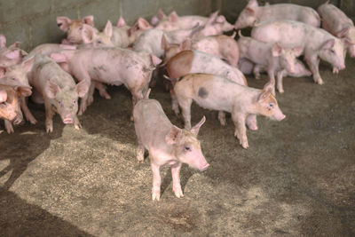 Small pigs at the farm,swine in the stall. meat industry. 