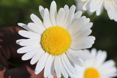 Close-up of white daisy flower