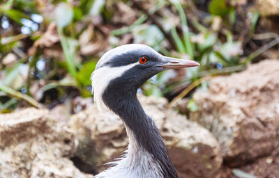 Close-up of a bird looking away