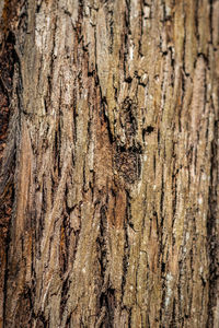 Full frame shot of tree trunk