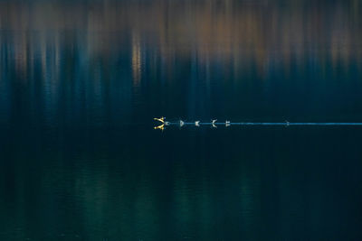 Bird flying over lake