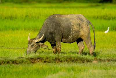 Side view of a grazing on field