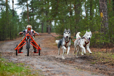 Dog running in a forest